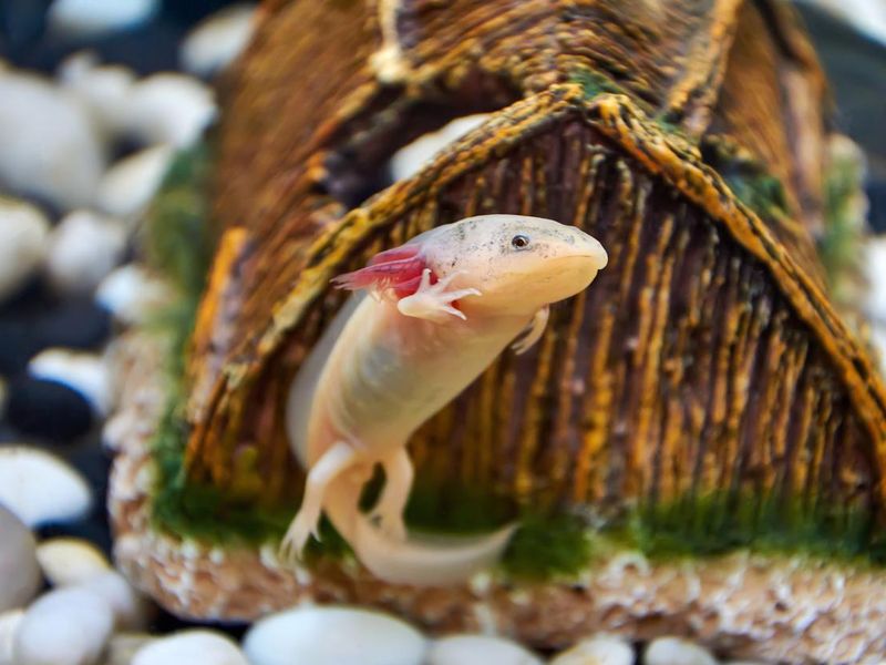 White with pink gills, the young Axolotl, swims in an aquarium and waves a paw.