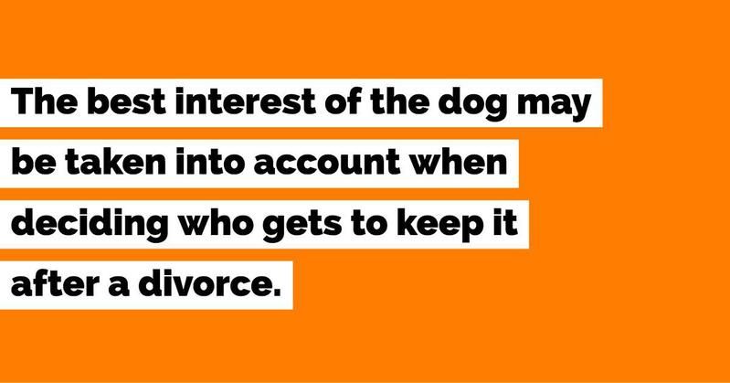 Who can best care for the dog after the divorce?