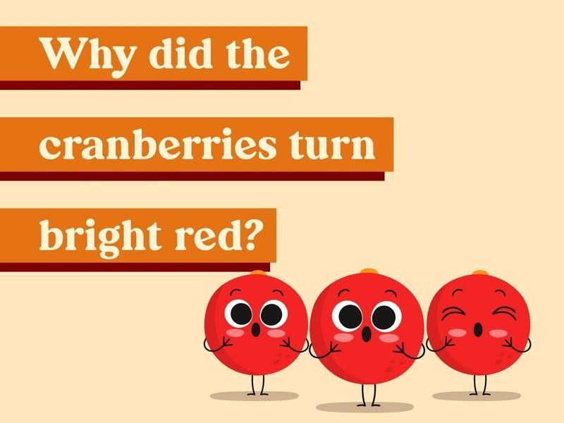 Why did the cranberries turn bright red?