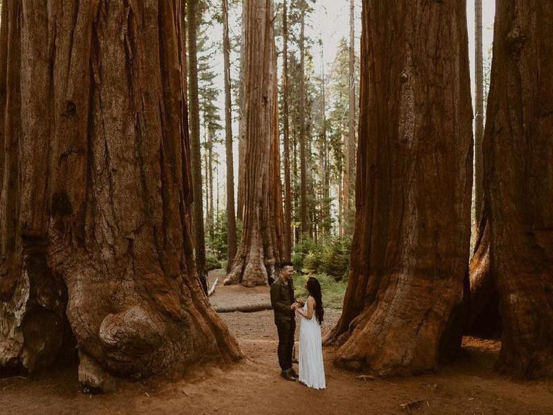 Why Redwood National Forest Is So Romantic