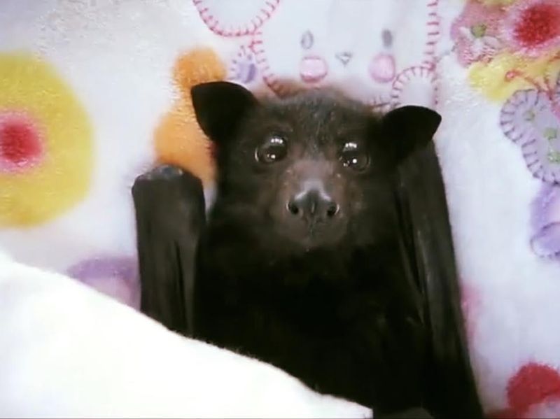 Wide-eyed baby bat
