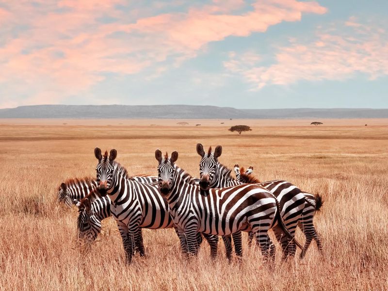 Wild African zebras in the Serengeti National Park