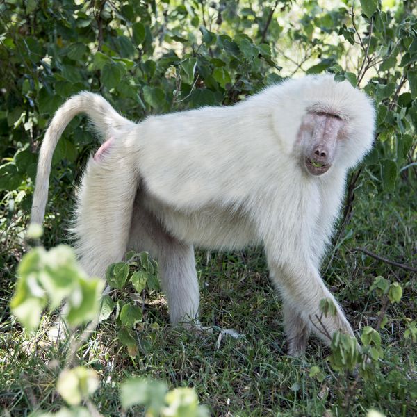 Wild albino male baboon monkey mandrill searching for fruit in tropical Tanzania, Africa