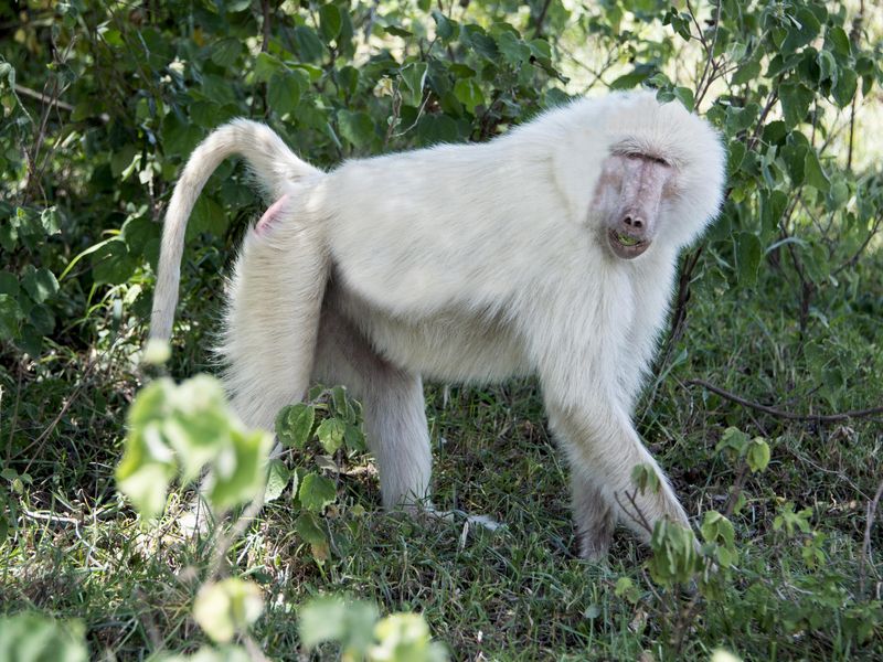 Wild albino male baboon monkey