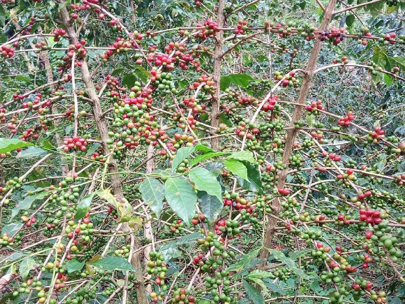 Wild arabica coffee plant in Ethiopia