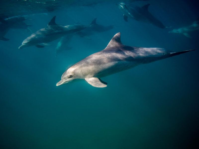 Wild bottle-nosed dolphins underwater