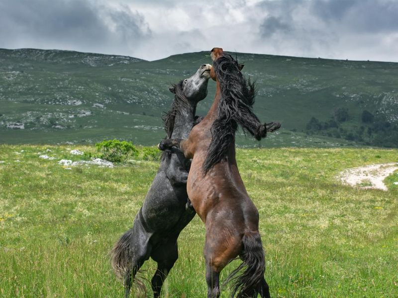 Wild brown and gray stallions fight