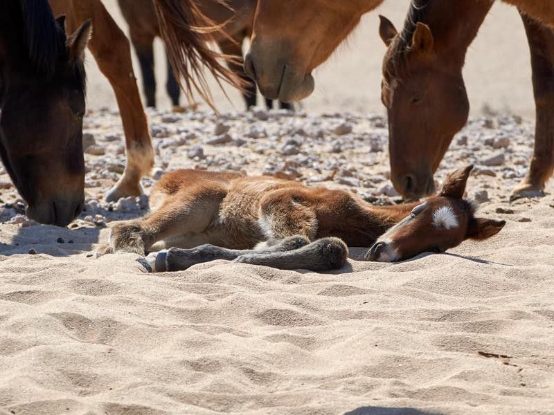 Wild desert horses stand behind foal sleeping