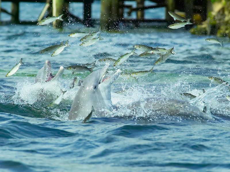 Wild Dolphins Feeding