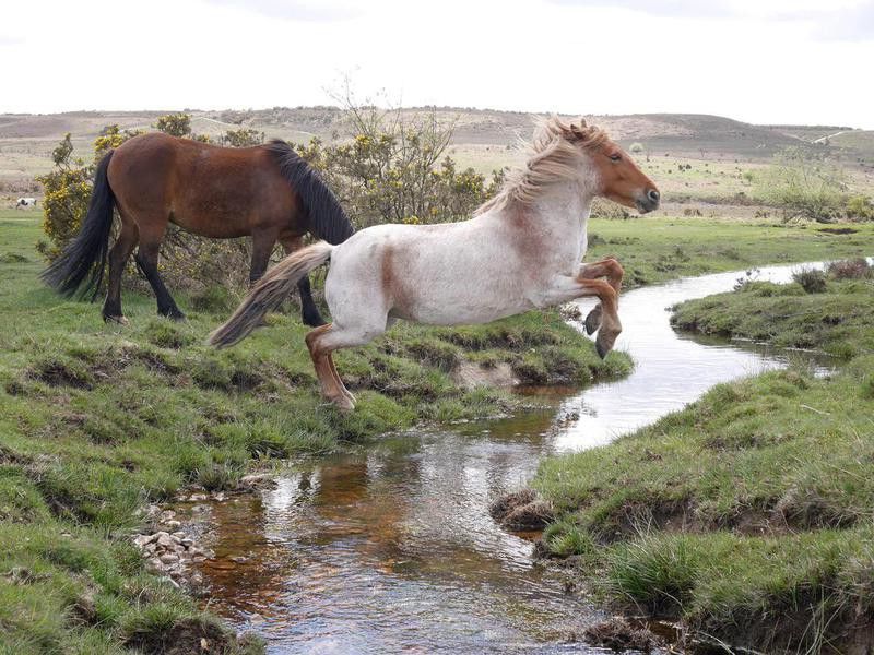 Wild horse jumping stream