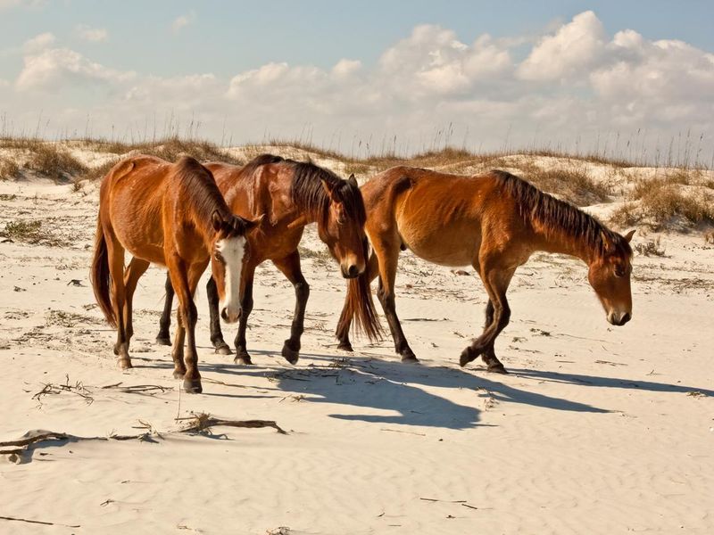 Wild horses of Cumberland Island, Georgia