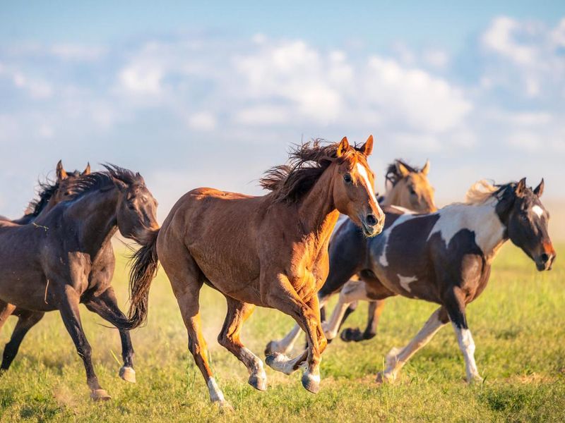 Wild horses running free in Utah
