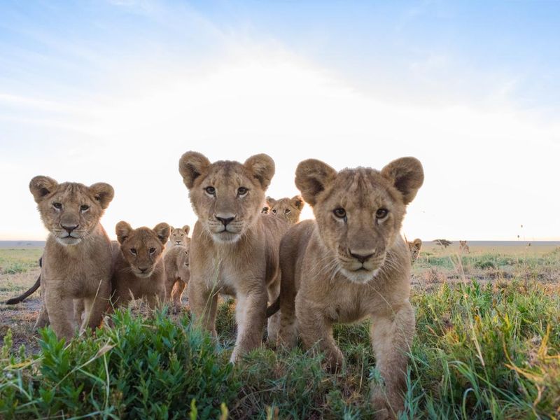 Wild lions in Africa