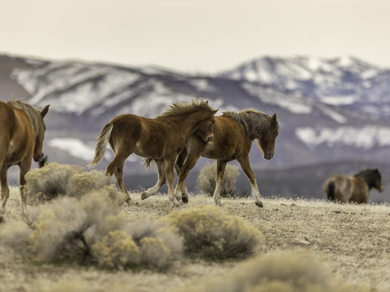 Wild Mustang Horses in Nevada