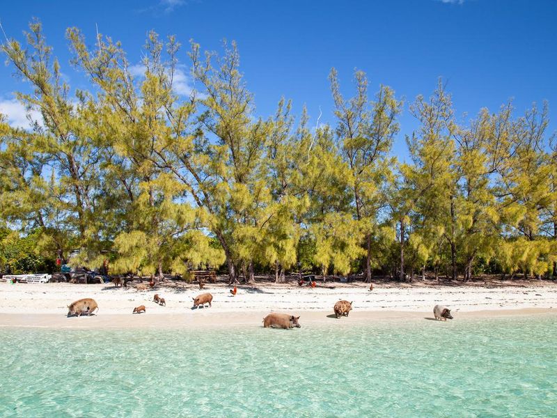 Wild pigs on No Name Cay in the Bahamas