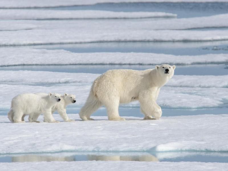 Wild polar bear mother and cubs