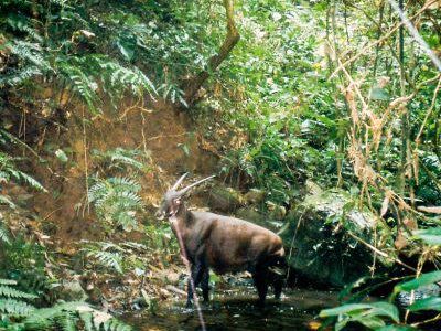 Wild saola in the forest