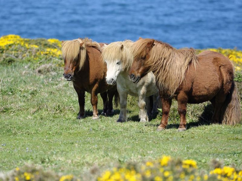 Wild Shetland Ponies