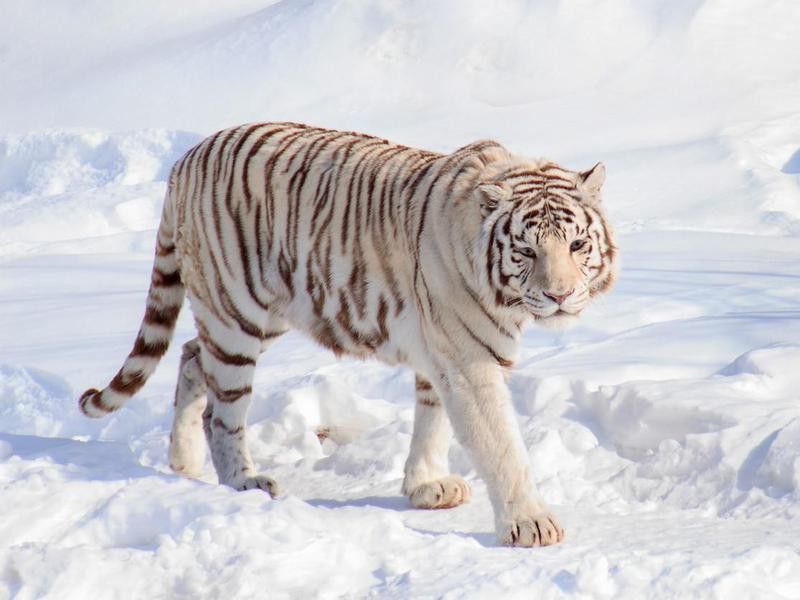 Wild white bengal tiger