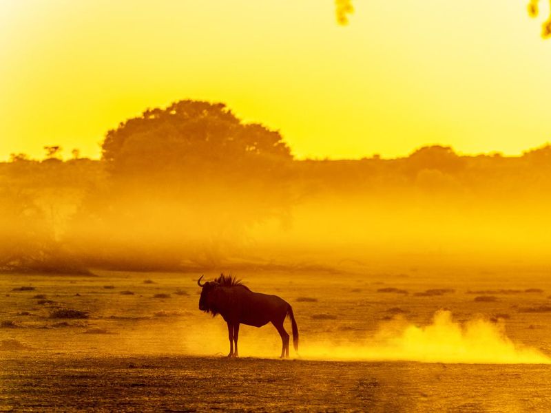 Wildebeest standing in dusty Kalahari dawn