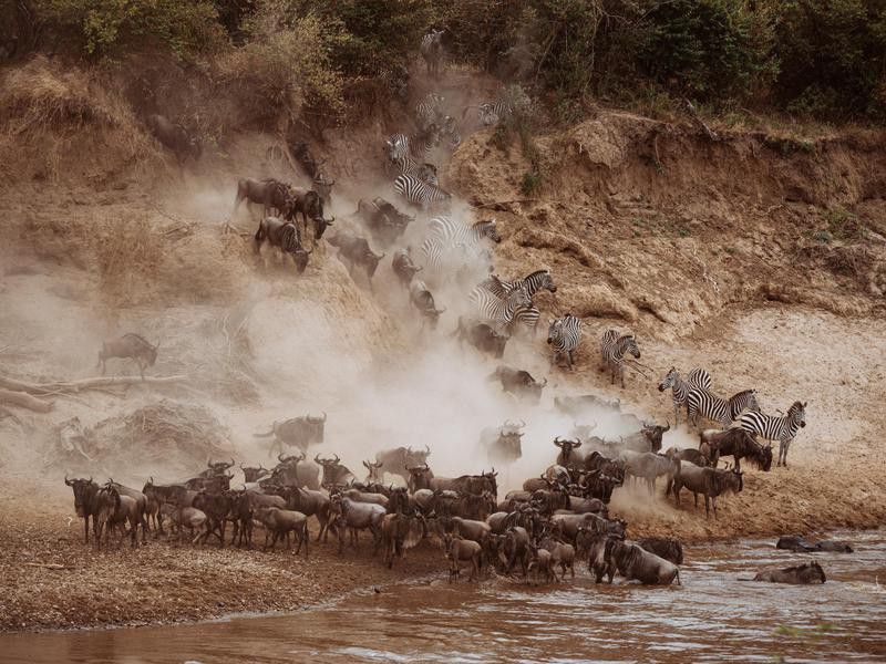 Wildebeests Wading Into the Water