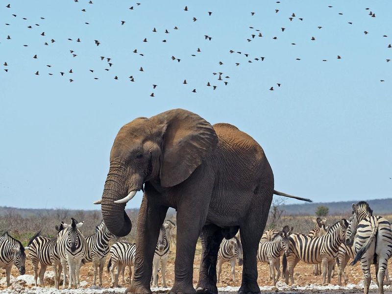 Wildlife in Namibia, Etosha National park
