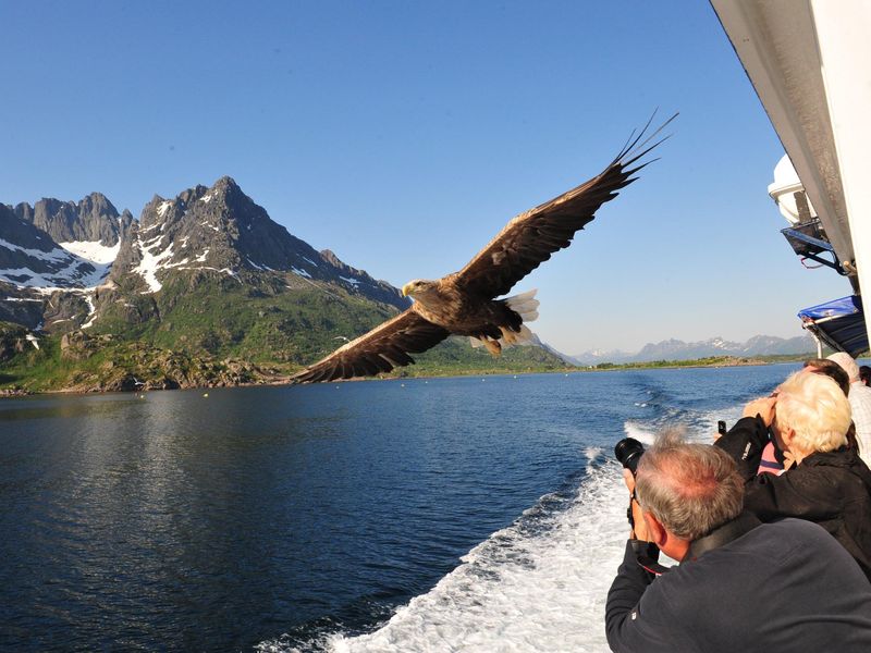 Wildlife viewing on a Hurtigruten Expedition cruise