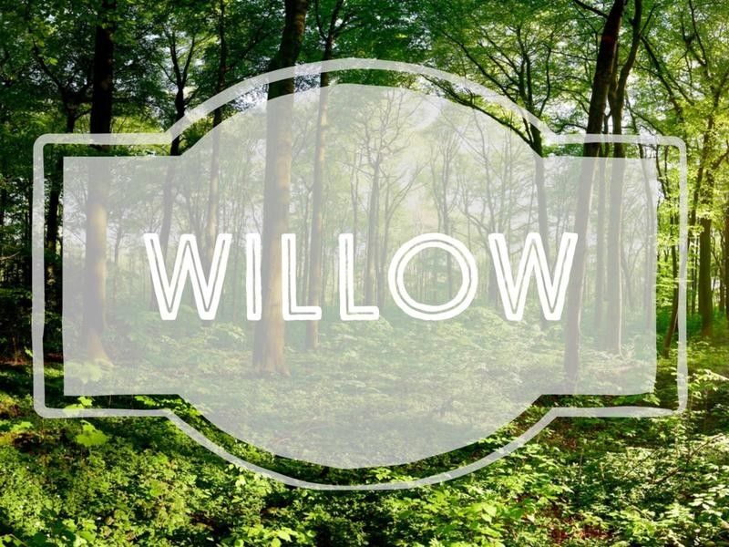 Willow nature-inspired baby name