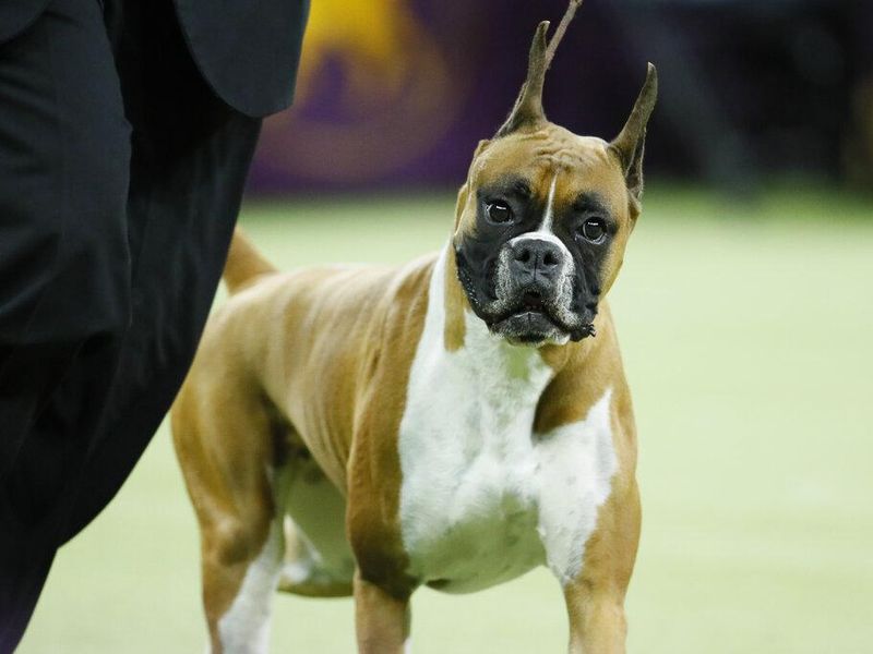Wilma, the boxer, competes in the Best in Show contest during 144th Westminster Kennel Club dog show, Tuesday, Feb. 11, 2020, in New York