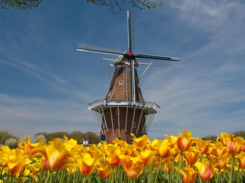 Windmill with Tulips in Holland, Michigan