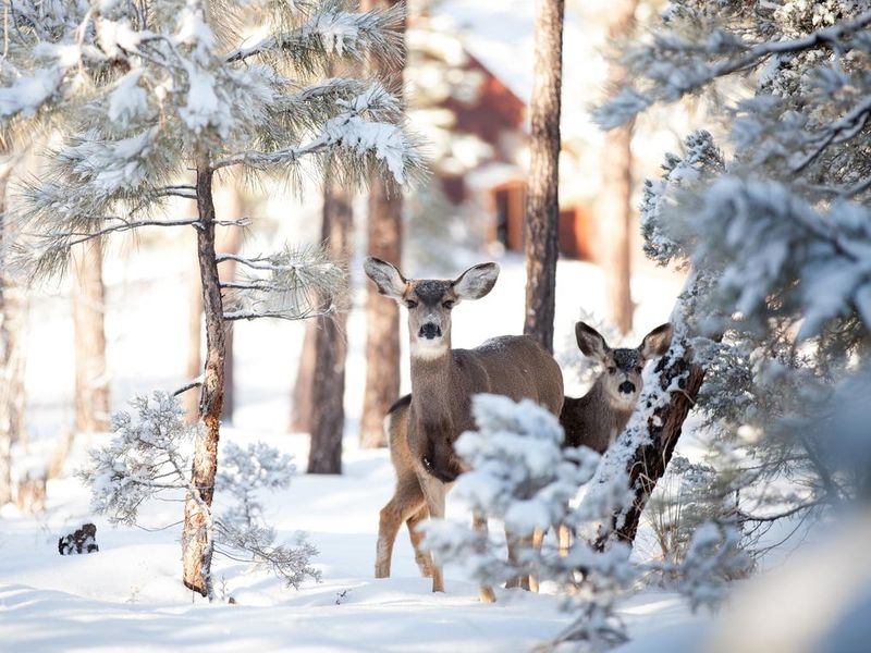 Winter deer in snow