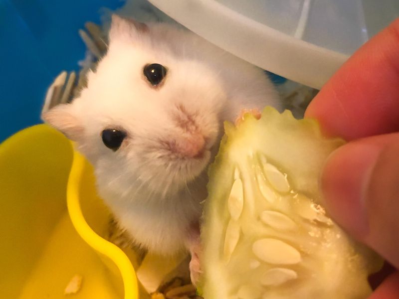 Winter white dwarf hamster being fed a cucumber
