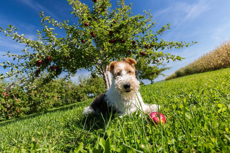 Wire fox terrier in an apple orchard