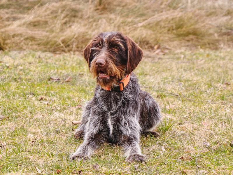 wirehaired pointing
