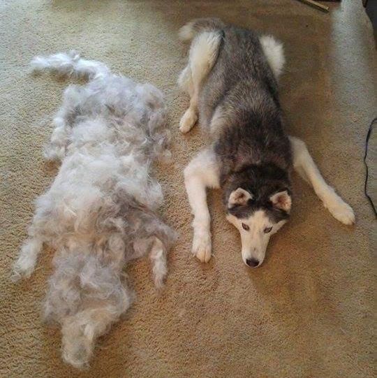 Wolf dog fur
