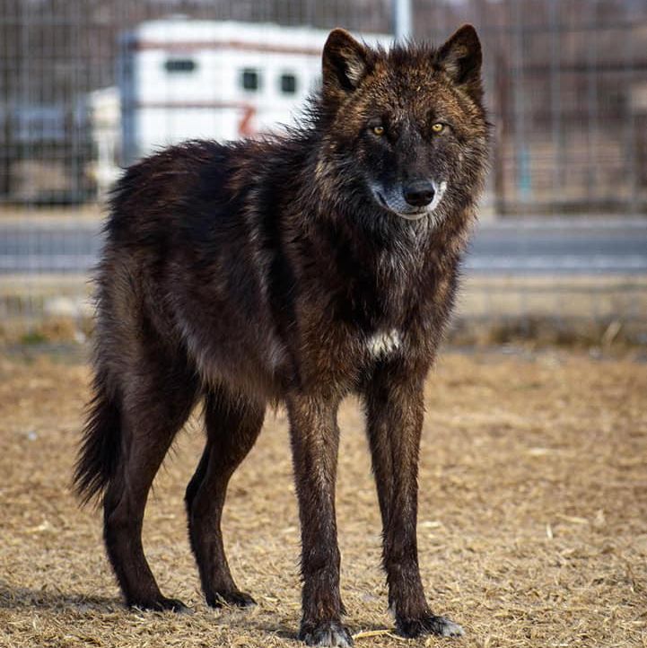 Wolf evolution