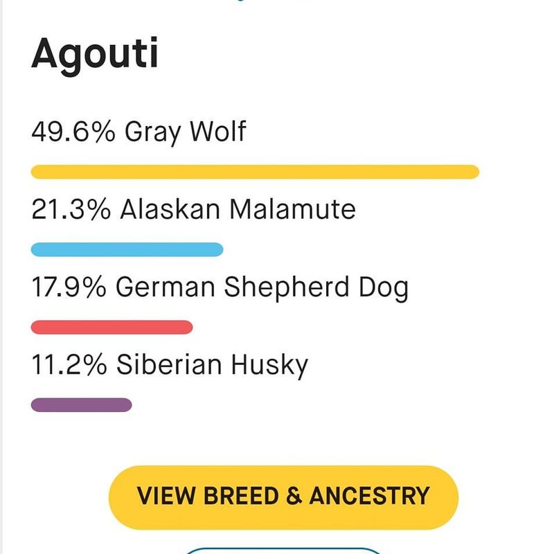 Wolf hybrid genes