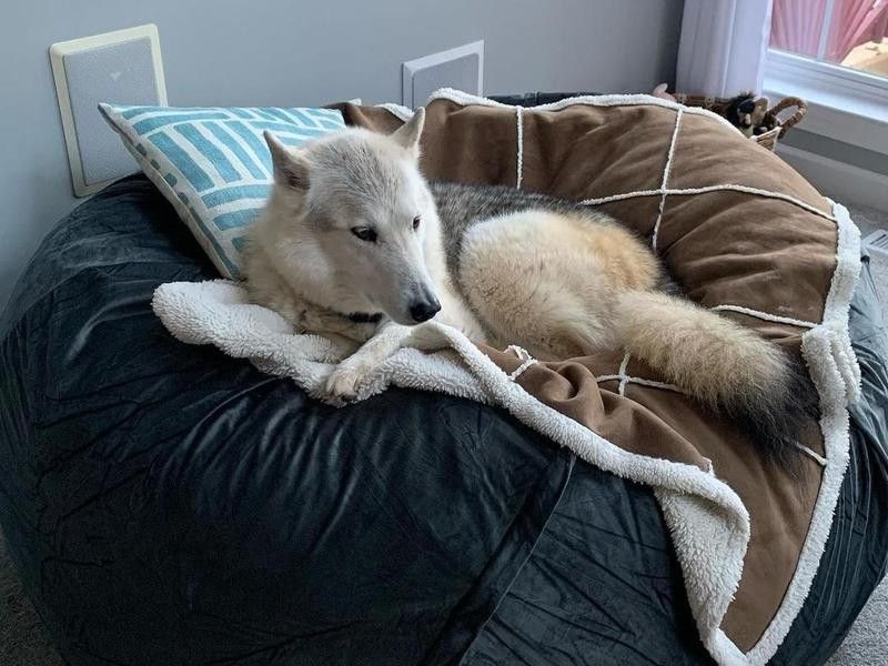 Wolf hybrid in bed