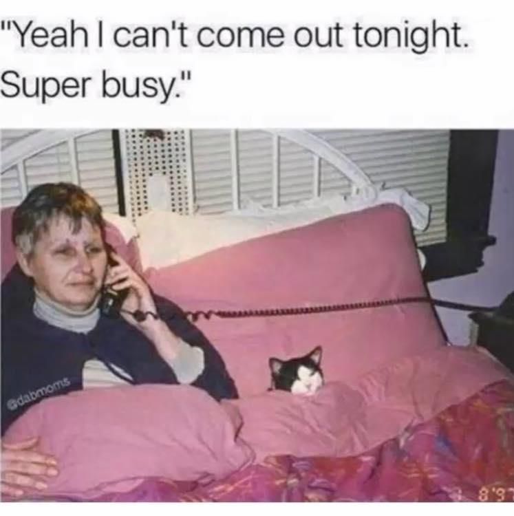 Woman and cat in bed meme