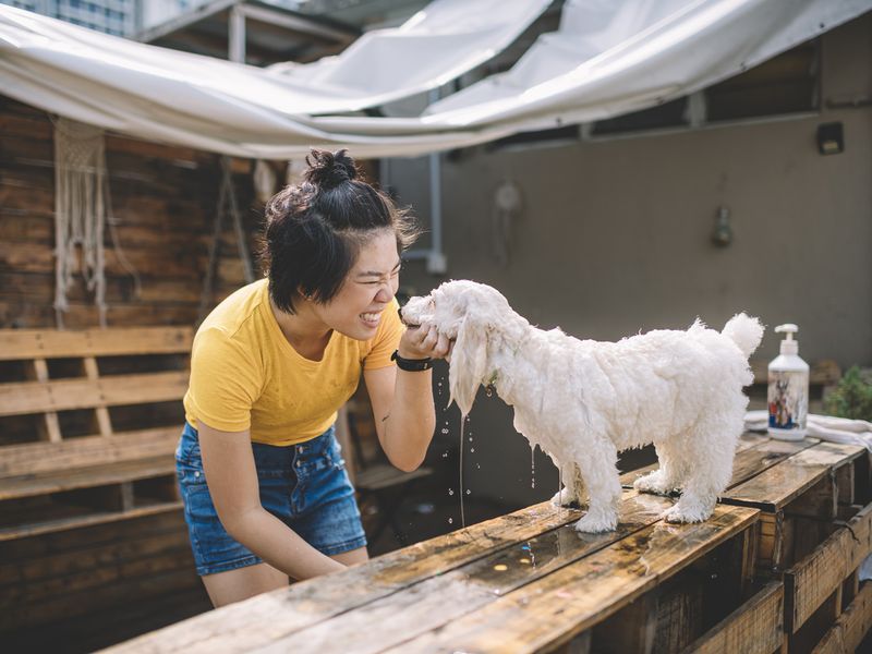 woman bathing her pet dog toy poodle