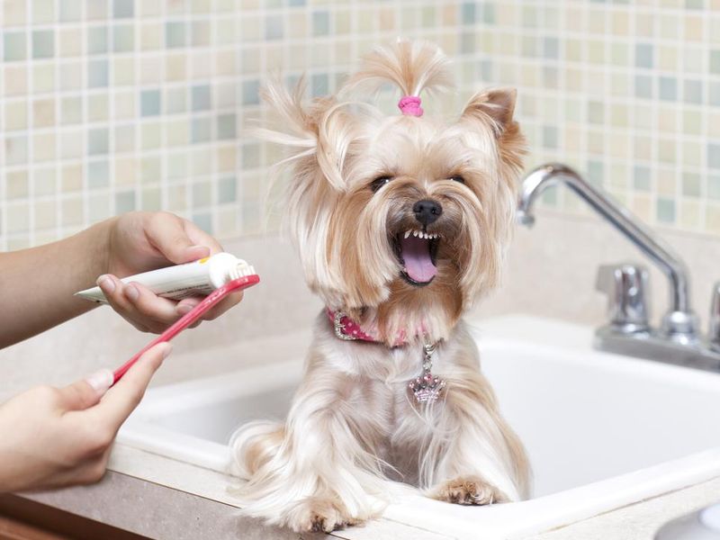 Woman brushing a dog's teeth