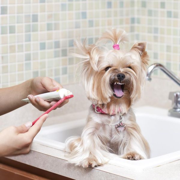 Ask Doctor Dog: Should You Be Cleaning Your Dog’s Teeth?
