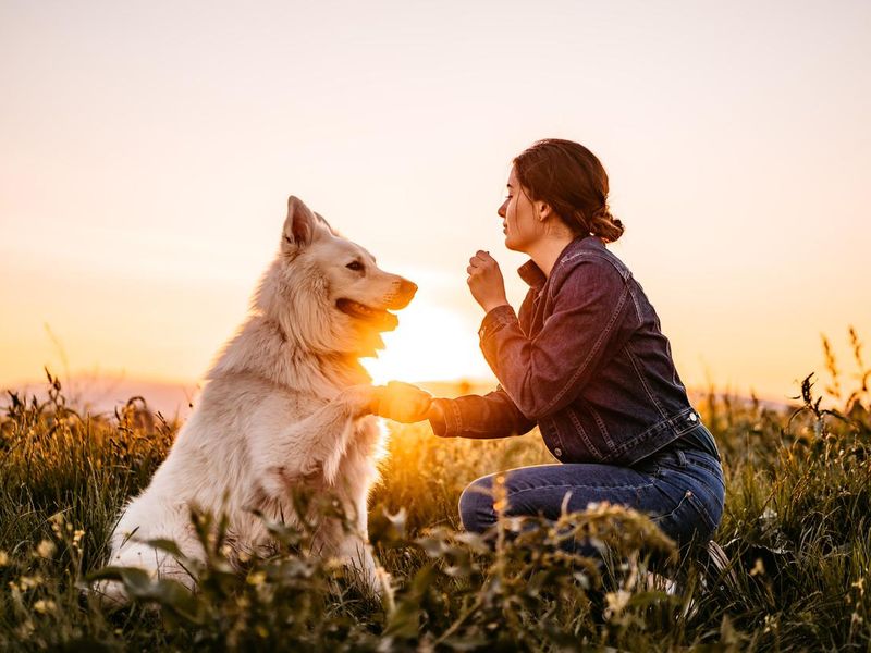 Woman feeding Switzerland shepherd dog with on meadow