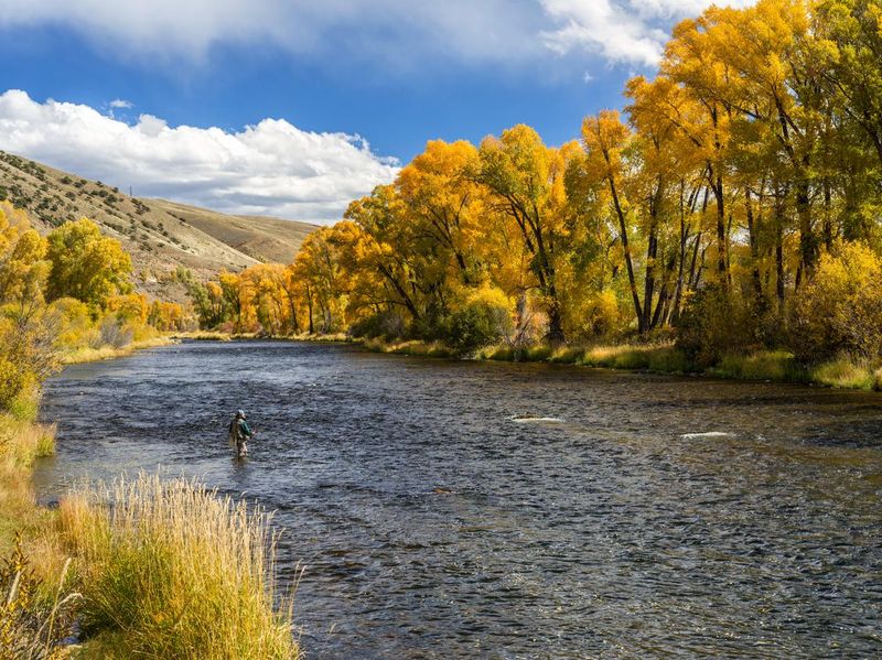 Woman Fly-Fishing in the Colorado River During Fall