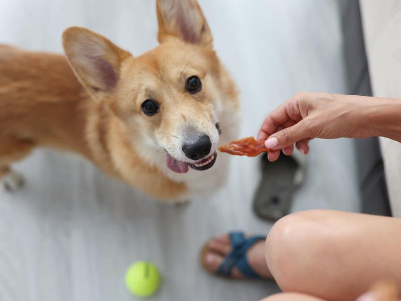 Woman giving corgi dog piece of meat at home