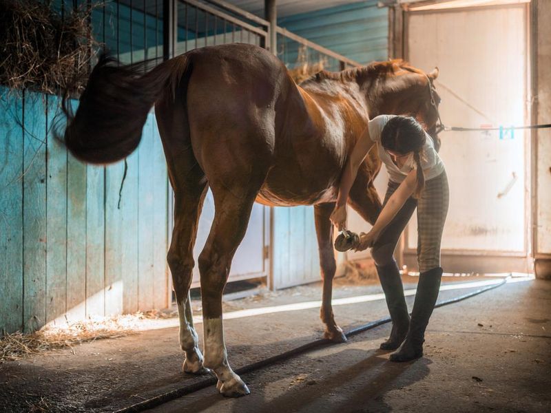 Woman grooming horse