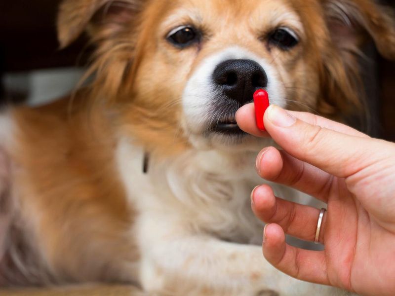 woman hand holding pills and close-up medicine and medications that are important in dogs. blurred background . ideas, concepts, Some dog breeds do not like to take medicine when sick