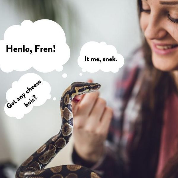 Scared of Snakes? These Cute Snakes Might Change Your Mind