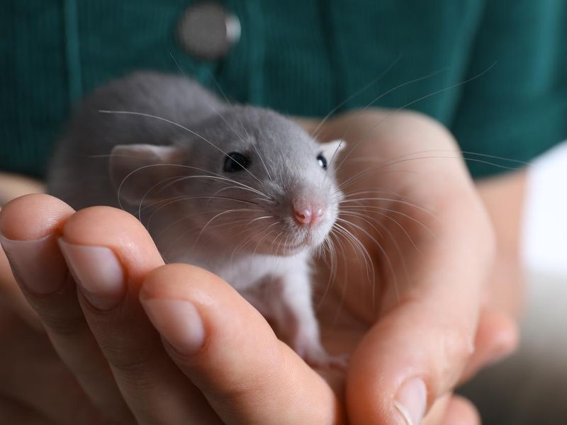 Woman holding cute small rat