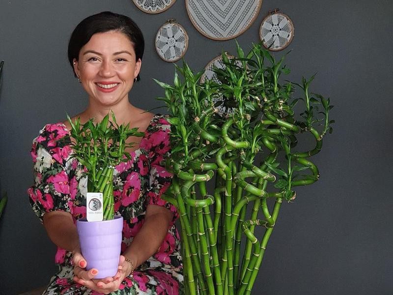 Woman holding potted lucky bamboo plant